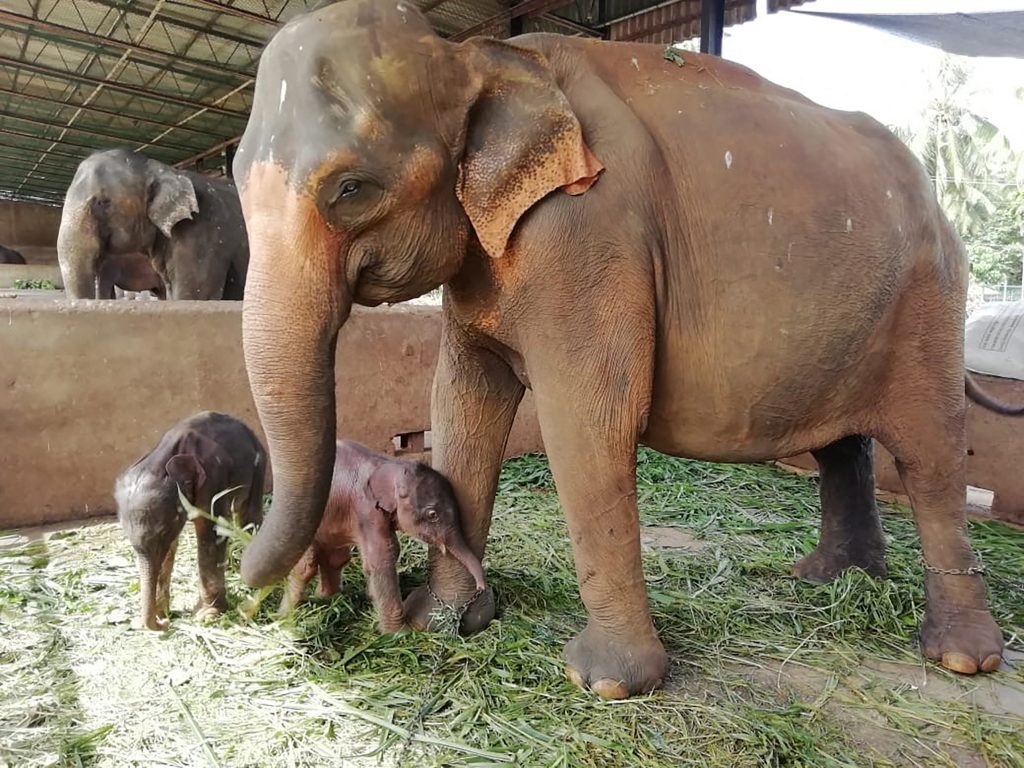 සිතුම් සිත්තම්