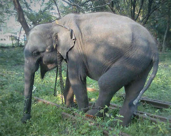 නීතිපති අධිකරණයට සැඟවූ අලි පැටවුන් ජාවාරමේ සැබෑ තත්ත්වය