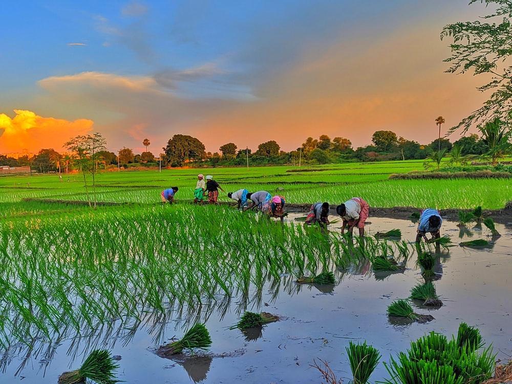 පොහොර නැති කමින් මහ කන්නය  අවදානමක?