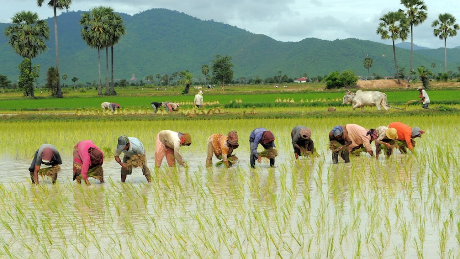 මාස් කන්නයේ වගා ඇරඹුම 15 වන දා