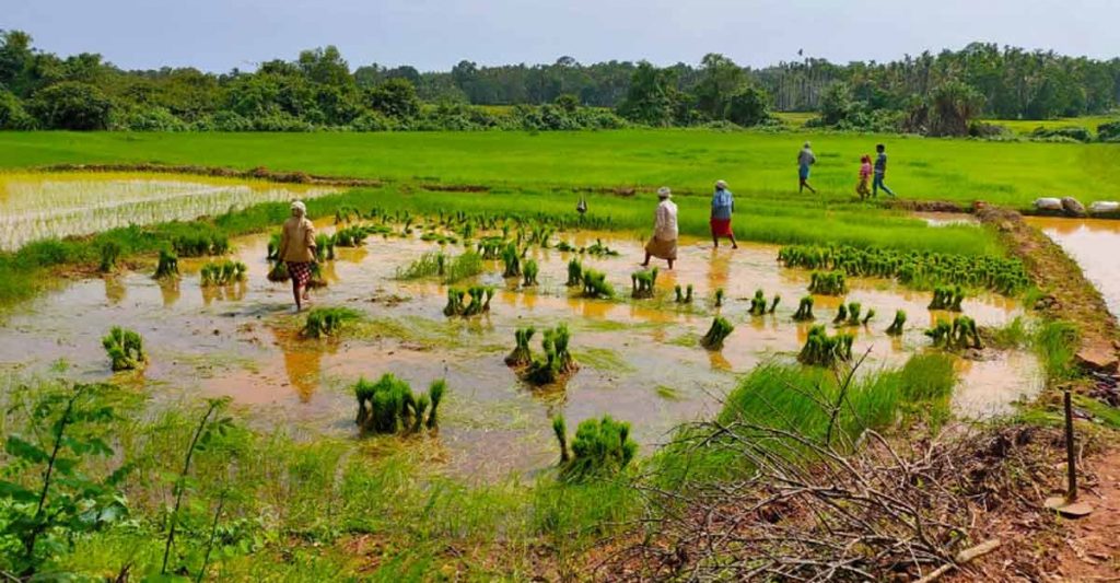 රජයේ අඳ බාල තීරණ වලින් වගා පාළු වන ගොවීන්ට මහජන මුදලින්ම වන්දි ගෙවීම