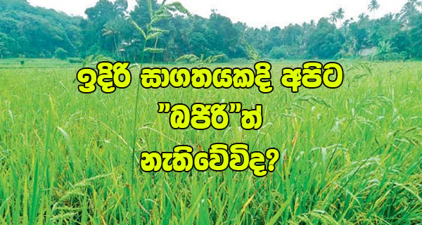 ඉදිරි සාගතයකදි අපිට “බජිරි”ත් නැතිවේවිද?