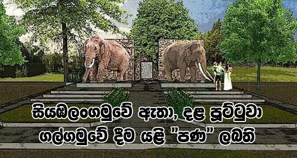 සියඹලංගමුවේ ඇතා,දළ පූට්ටුවා ගල්ගමුවේ දීම යළි “පණ” ලබති