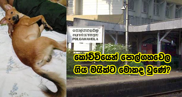 කෝච්චියෙන් පොල්ගහවෙල ගිය මයික්ට මොකද වුණේ?