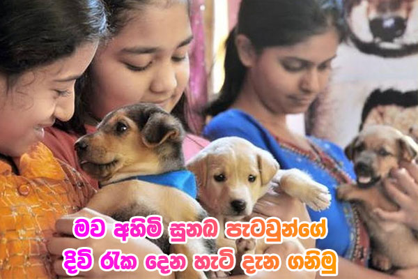 මව අහිමි සුනඛ පැටවුන්ගේ දිවි රැක දෙන හැටි දැන ගනිමු