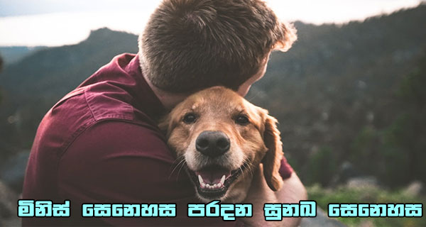 මිනිස් සෙනෙහස පරදන සුනඛ සෙනෙහස