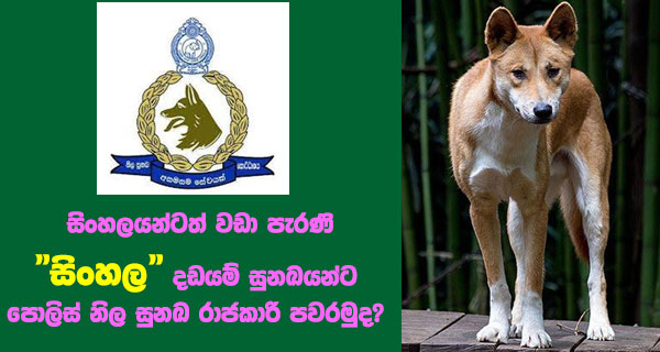 සිංහලයන්ටත් වඩා පැරණි “සිංහල” දඩයම් සුනඛයන්ට පොලිස් නිල සුනඛ රාජකාරි පවරමුද?