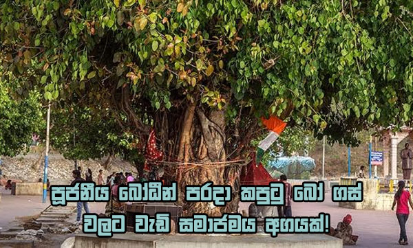 පූජනීය බෝධීන් අබිබවා කපුටු බෝ ගස් වලට වැඩි සමාජමය අගයක්