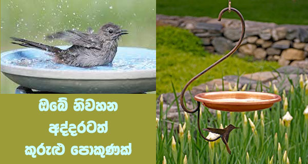 ඔබේ නිවහන අද්දරටත් කුරුළු පොකුණක්