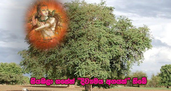 සියඹලා ගසේත් “දිව්‍යමය අගයක්” තිබේ