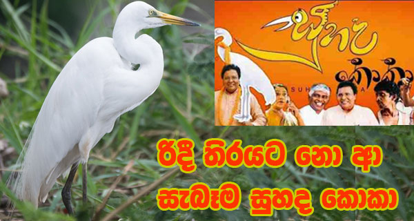 රිදී තිරයට නො ආ සැබෑම සුහද කොකා