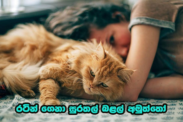 රටින් ගෙනා සුරතල් බළල් අමුත්තෝ