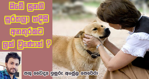 ඔබේ සුනඛ සුරතලා හදිසි අනතුරකට ලක් වුණොත් ?