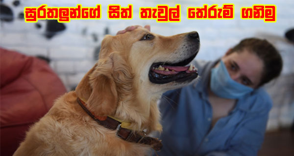 සුරතලුන්ගේ සිත් තැවුල් තේරුම් ගනිමු