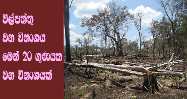 විල්පත්තු වන විනාශය මෙන් 20 ගුණයක වන විනාශයක්