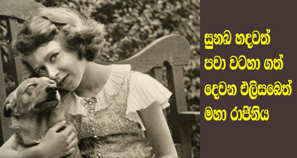 සුනඛ හදවත් පවා වටහා ගත් දෙවන එලිසබෙත් මහා රාජිනිය