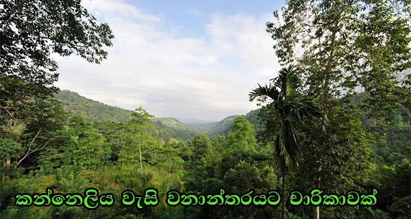 කන්නෙලිය වැසි වනාන්තරයට චාරිකාවක්