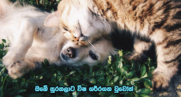 ඔබේ සුරතලාට විෂ ශරීරගත වුවෝත්