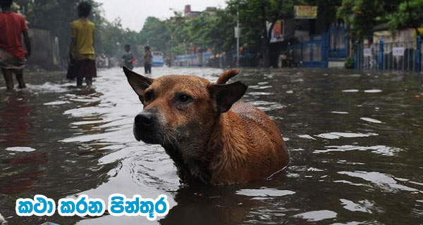 කථා කරන පින්තූර