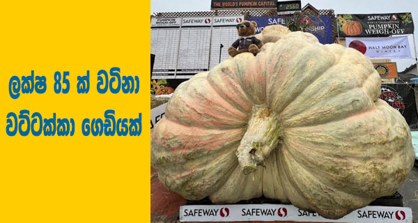 ලක්‍ෂ 85 ක් වටිනා වට්ටක්කා ගෙඩියක්