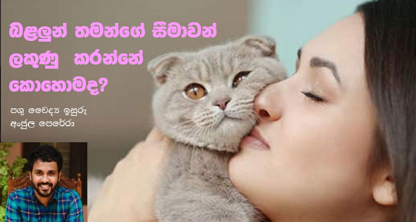 බළලුන් තමන්ගේ සීමාවන් ලකුණු  කරන්නේ කොහොමද?