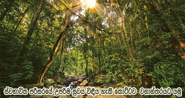 ස්වභාවික පරිසරයේ උපරිම සුවය විඳිය හැකි කොට්ටව  වනාන්තරයට යමු