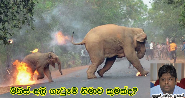 මිනිස්-අලි ගැටුමේ නිමාව කුමක්ද?