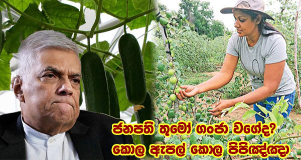 ජනපති තුමෝ ගංජා වගේද?කොල ඇපල් කොල පිපිඤ්ඤා