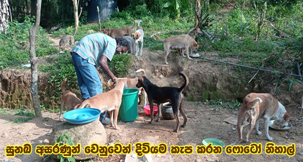 සුනඛ අසරණුන් වෙනුවෙන් දිවියම කැප කරන ෆොටෝ නිහාල්