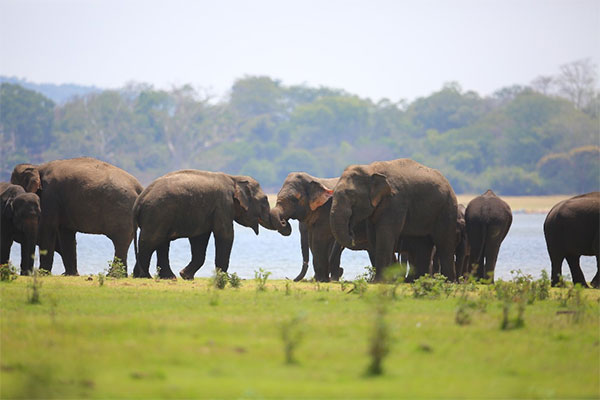 2023 වසරේ අලි සංගණනයක්