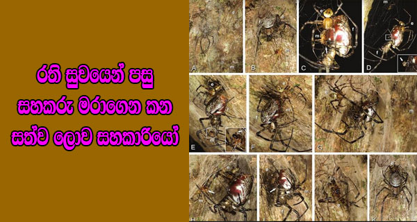 රති සුවයෙන් පසු සහකරු මරාගෙන කන සත්ව ලොව සහකාරියෝ