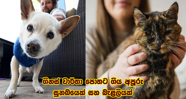 ගිනස් වාර්තා පොතට ගිය අපූරු සුනඛයෙක් සහ බැළලියක්