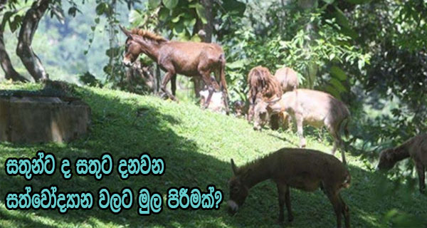 සතුන්ට ද සතුට දනවන සත්වෝද්‍යාන වලට මුල පිරීමක්?