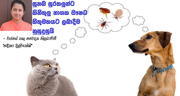 සුනඛ සුරතලුන්ට කිනිතුලු නාශක ඖෂධ හිතුමතයට ලබාදීම නුසුදුසුයි