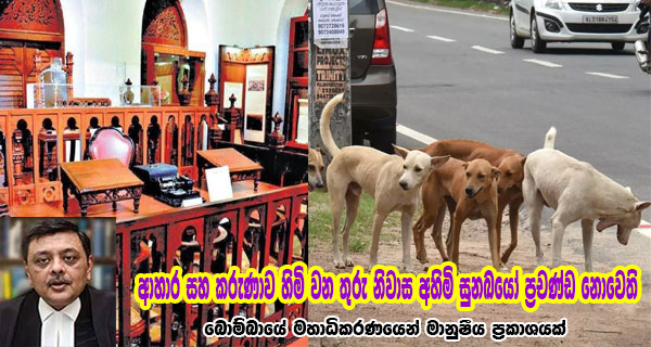 ආහාර සහ කරුණාව හිමි වන තුරු නිවාස අහිමි සුනඛයෝ ප්‍රචණ්ඩ නොවෙති – බොම්බායේ මහාධිකරණයෙන් මානුෂීය ප්‍රකාශයක්