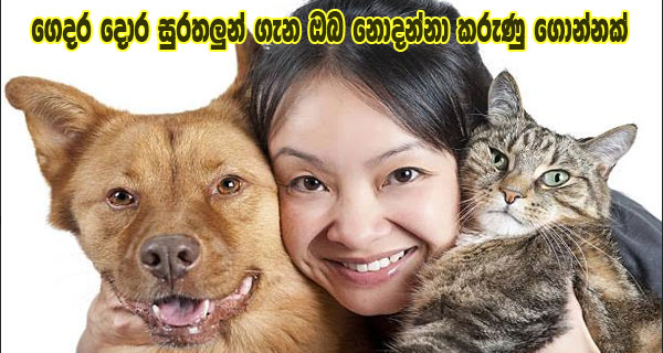 ගෙදර දොර සුරතලුන් ගැන ඔබ නොදන්නා කරුණු ගොන්නක්