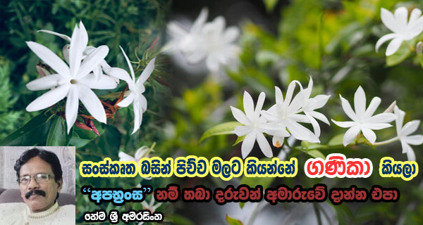 සංස්කෘත බසින් පිච්ච මලට කියන්නේ ගණිකා කියලා  – “අපභ්‍රංස”  නම් තබා දරුවන් අමාරුවේ දාන්න එපා