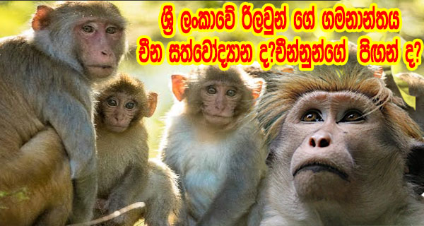 ශ්‍රී ලංකාවේ රිලවුන් ගේ ගමනාන්තය චීන සත්වෝද්‍යාන ද? චීන්නුන්ගේ  පිඟන් ද?