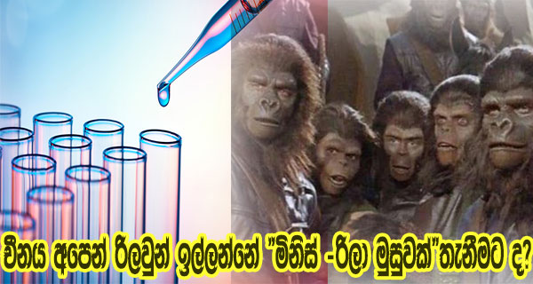 චීනය අපෙන් රිලවුන් ඉල්ලන්නේ “මිනිස් -රිලා මුසුවක්”තැනීමට ද?