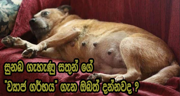 සුනඛ ගැහැණු සතුන් ගේ “ව්‍යාජ ගර්භය” ගැන ඔබත් දන්නවද ?