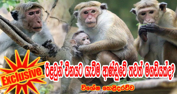 රිළවුන් චීනයට යැවීම ආණ්ඩුවේ තවත් මගඩියක්ද?  විශේෂ හෙළිදරව්ව (Exclusive)