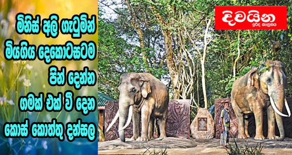 මිනිස් අලි ගැටුමින් මියගිය දෙකොටසටම පින් දෙන්න ගමක් එක් වී දෙන කොස් කොත්තු දන්සල