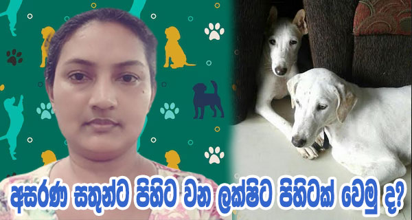 අසරණ සතුන්ට පිහිට වන ලක්ෂිට පිහිටක් වෙමු ද?