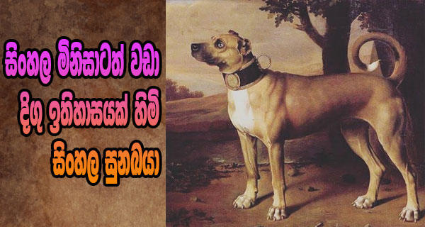 සිංහල මිනිසාටත් වඩා දිගු ඉතිහාසයක් හිමි සිංහල සුනඛයා