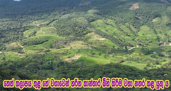 තෙත් කලාපය තුළ තේ වගාවෙන් හරිත කාන්තාර බිහි කිරීම වහා නතර කළ යුතු ය