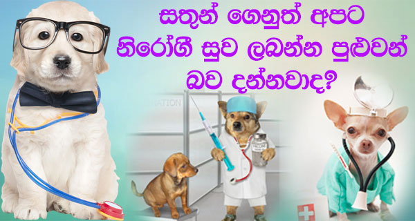 සතුන් ගෙනුත් අපට නිරෝගී සුව ලබන්න පුළුවන් බව දන්නවාද?