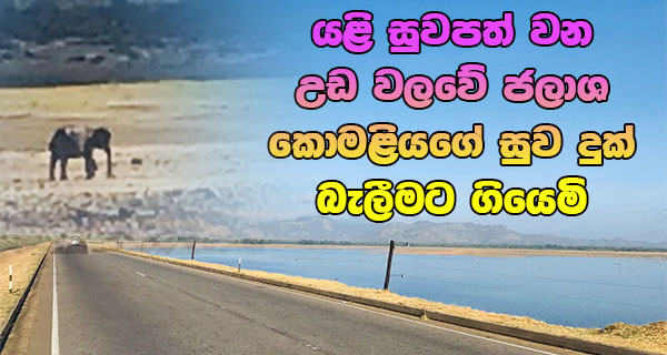 යළි සුවපත් වන උඩ වලවේ ජලාශ කොමළියගේ සුව දුක් බැලීමට ගියෙමි