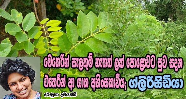 මෙතෙරින් සැලකුම් නැතත් ලක් පොළොවට සුව සදන එතෙරින් ආ ශාක අහිංසකාවිය; ග්ලිරිසිඩියා – රේණුකා දමයන්ති