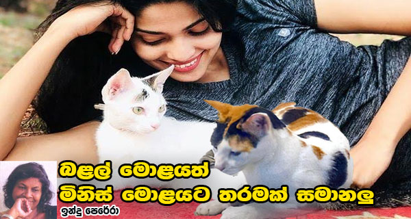 බළල් මොළයත් මිනිස් මොළයට තරමක් සමානලු