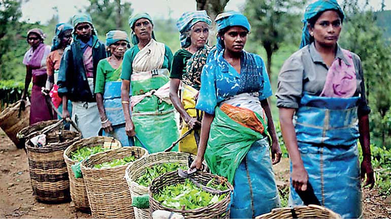 වතු කම්කරු වැටුප රුපියල් 1,700 තෙක්  ඉහළට